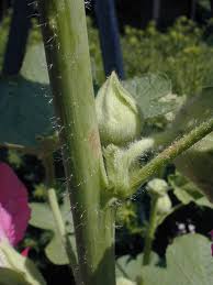 Attēlu rezultāti vaicājumam “Alcea rosea leaf”