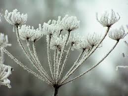 Attēlu rezultāti vaicājumam “Heracleum sosnowskyi leaf”