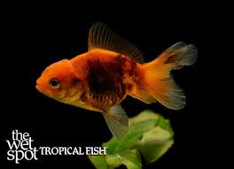 Attēlu rezultāti vaicājumam “Carassius auratus”