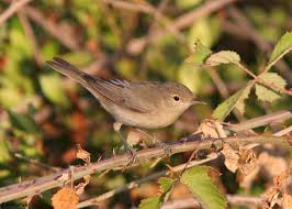 Image result for Hippolais pallida