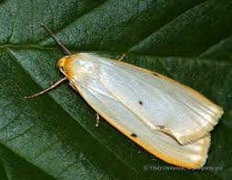 Attēlu rezultāti vaicājumam “Cybosia mesomella”