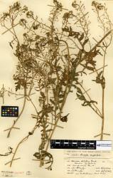 Attēlu rezultāti vaicājumam “Rorippa amphibia”