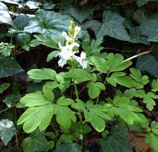 Attēlu rezultāti vaicājumam “Corydalis cava leaf”