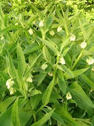 Image result for Symphytum officinale