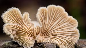 Attēlu rezultāti vaicājumam “Brefeldia maxima macro”