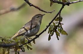 Image result for Phylloscopus orientalis