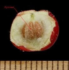 Attēlu rezultāti vaicājumam “Arctostaphylos uva-ursi fruit”