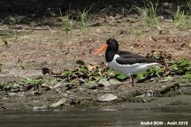 Attēlu rezultāti vaicājumam “Haematopus ostralegus”