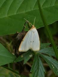 Attēlu rezultāti vaicājumam “Cybosia mesomella”