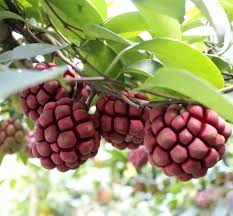 Attēlu rezultāti vaicājumam “Carex acuta fruit”