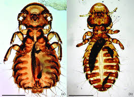 Attēlu rezultāti vaicājumam “Phthiraptera”