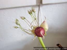 Attēlu rezultāti vaicājumam “Allium sativum bud”