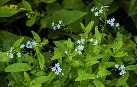 Attēlu rezultāti vaicājumam “Myosotis”