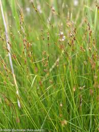 Attēlu rezultāti vaicājumam “Carex hostiana”