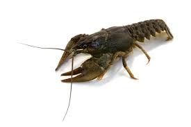 Attēlu rezultāti vaicājumam “Astacus astacus”