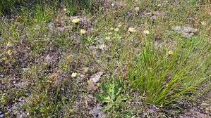 Attēlu rezultāti vaicājumam “Hypochaeris maculata”