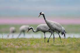 Attēlu rezultāti vaicājumam “Grus grus”