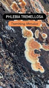 Attēlu rezultāti vaicājumam “Phlebia tremellosa”