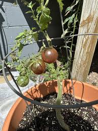 Afbeeldingsresultaat voor black cherry tomato