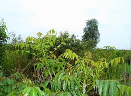Image result for pohon semalu images
