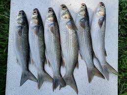 Image result for Chelon tricuspidens