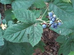 Attēlu rezultāti vaicājumam “Rubus caesius fruit”