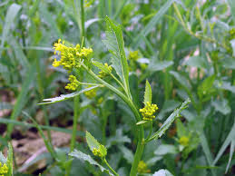 Attēlu rezultāti vaicājumam “Rorippa amphibia leaf”