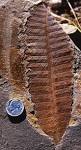Paleobotany of Angiosperm Origins