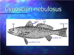 Image result for Cynoscion nebulosus