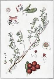 Attēlu rezultāti vaicājumam “Arctostaphylos uva-ursi leaf”