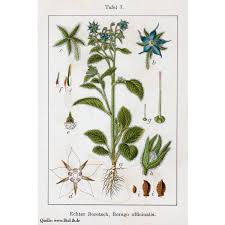 Image result for Borago officinalis