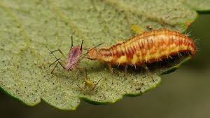 Attēlu rezultāti vaicājumam “Chrysopidae larva”