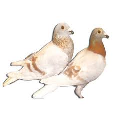 Image result for Abbeyton & Broomfield Racing Pigeons