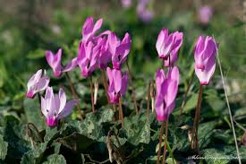 Image result for Cyclamen persicum