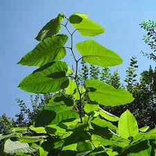 Attēlu rezultāti vaicājumam “Reynoutria sachalinensis”