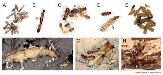 Attēlu rezultāti vaicājumam “Lepidosaphes ulmi imago”