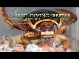 Attēlu rezultāti vaicājumam “Dytiscus marginalis”