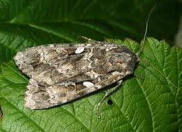 Attēlu rezultāti vaicājumam “Eurois occulta”