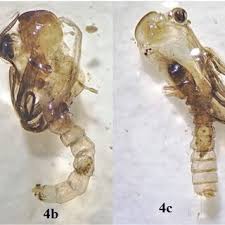 Attēlu rezultāti vaicājumam “Culex pipiens larva”