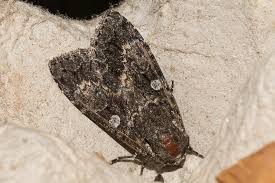 Attēlu rezultāti vaicājumam “Eurois occulta”