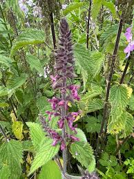 Attēlu rezultāti vaicājumam “Stachys sylvatica flower”