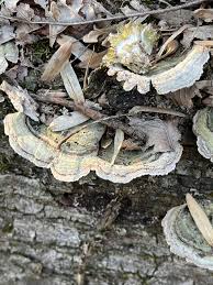 Attēlu rezultāti vaicājumam “Stereum fasciatum”