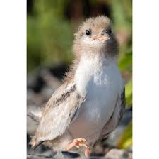 Attēlu rezultāti vaicājumam “Sterna hirundo”