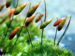 Attēlu rezultāti vaicājumam “Bryoerythrophyllum recurvirostrum sporophyte”