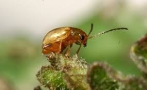 Attēlu rezultāti vaicājumam “Aphis jacobaeae”