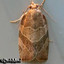 Attēlu rezultāti vaicājumam “Pandemis”