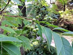 Attēlu rezultāti vaicājumam “Phellodendron amurense fruit”