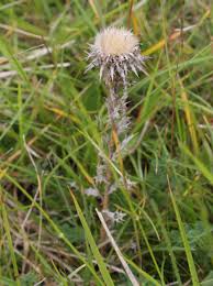 Attēlu rezultāti vaicājumam “Carlina vulgaris flower”