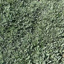 Attēlu rezultāti vaicājumam “Antennaria dioica leaf”