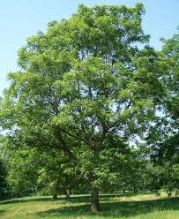 Attēlu rezultāti vaicājumam “Juglans regia”
